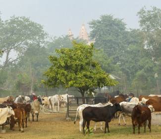cattle