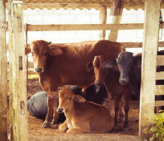 Strengthening India Mexico Partnership: Animal Husbandry and Dairy