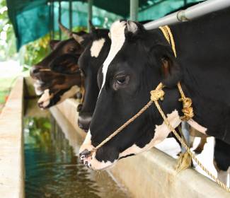 Dairy sector