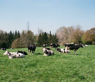 Cow